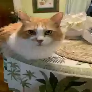 lost male cat unknown