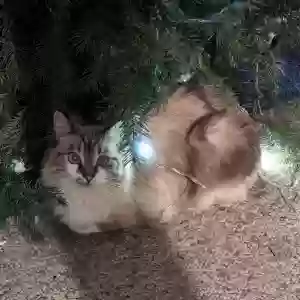 lost female cat lynx