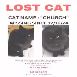 lost male cat church