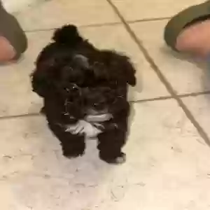 lost female dog noah
