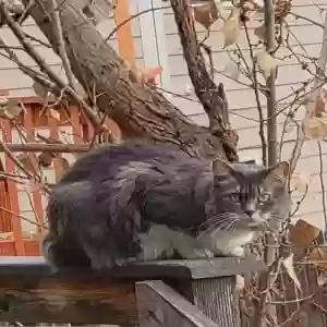 lost female cat moxie