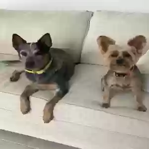 lost female dog daisy