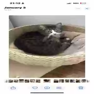lost female cat aura