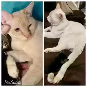 lost male cat salt