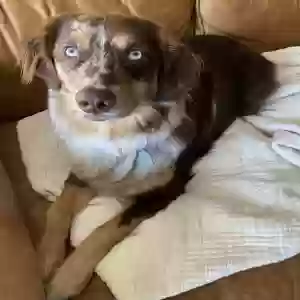 lost male dog wesley