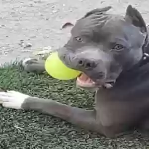lost male dog kota