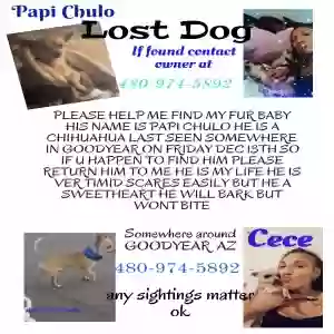 lost male dog papi chulo