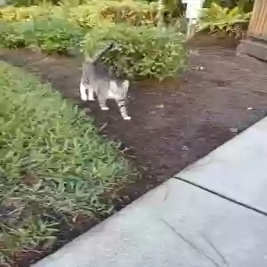 found unknown cat unknown