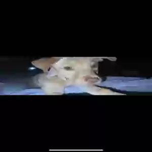 lost female dog minnie