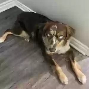 lost male dog unknown