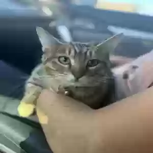 lost female cat ochako