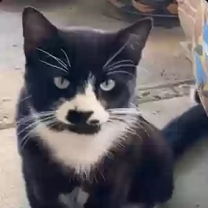lost male cat chaplin