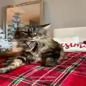 lost female cat missy
