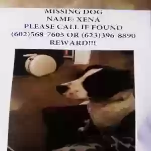 lost female dog xena