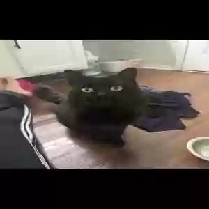 found male cat unknown