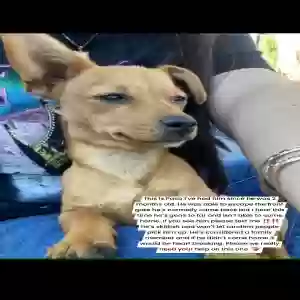 lost male dog paco