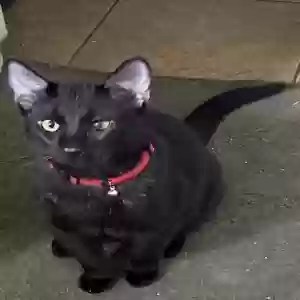 lost male cat panther