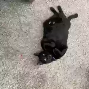 lost male cat finn