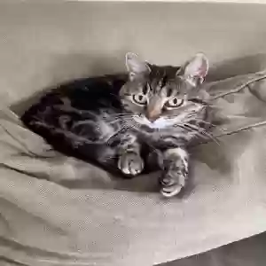 lost female cat mia