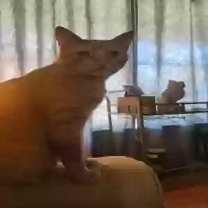 lost male cat fred