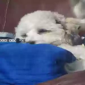 lost male dog snowball