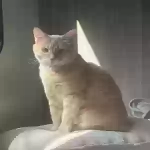 lost female cat pancake