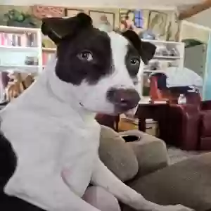 lost female dog willow renea