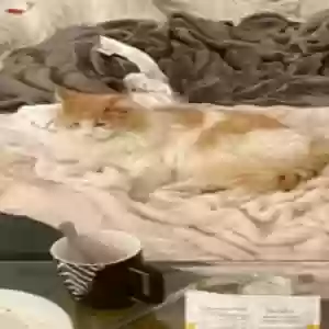 lost male cat kitty cat