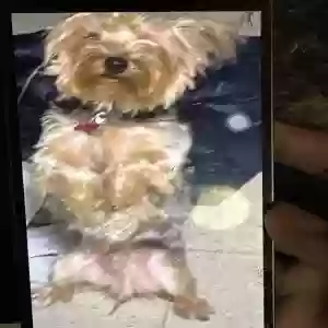lost male dog clover