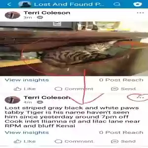 lost male cat tiger