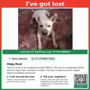 lost male dog unknown
