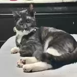 lost male cat kiska