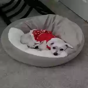 lost female dog ava