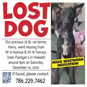 lost male dog harry