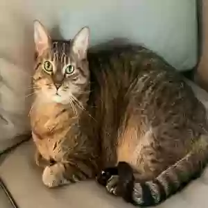 lost male cat mush