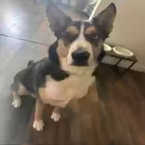lost male dog nash