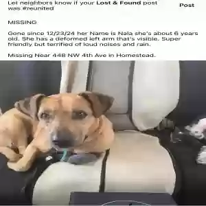 lost female dog nala