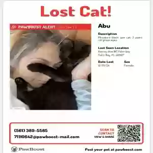 lost female cat abu