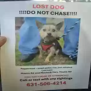 lost female dog stella aka peppermint