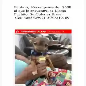 lost male dog puchito