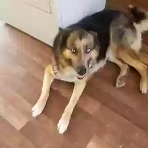 lost male dog peluche