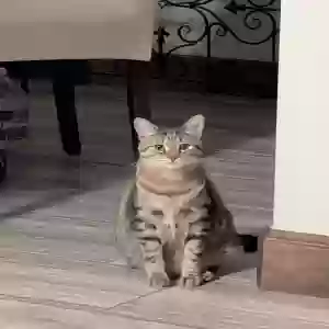 lost female cat paris