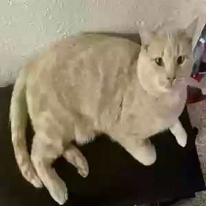 lost male cat kozmo