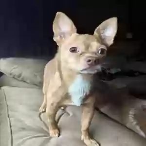 lost male dog jalisco