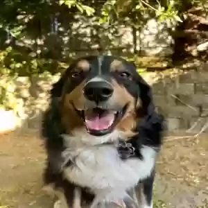 lost male dog jasper