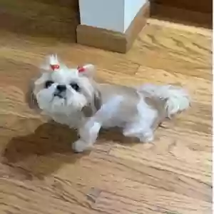 lost female dog mia