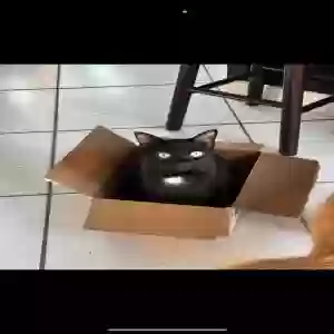 lost female cat barbie
