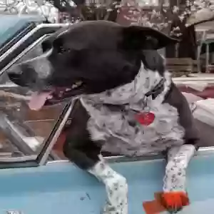 lost female dog luna