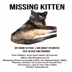 lost female cat page