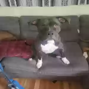 lost female dog khaleesi